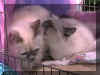 20011117vieledji2.jpg (37184 byte)