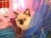 20020914fioreexpo.jpg (41299 byte)