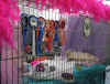 20030104pdvielgabbia.jpg (56336 byte)