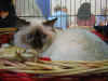 20030405fioreexpocannes01x.jpg (48269 byte)