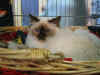 20030405fioreexpocannes02x.jpg (48405 byte)