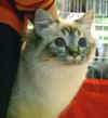 20030406Morgana.jpg (34390 byte)