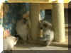 0211jilepiccw.jpg (38897 byte)