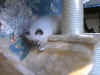 0411extgrw.jpg (39231 byte)