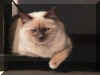 gatto006.jpg (44414 byte)