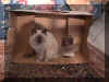 gatto001.jpg (80051 byte)