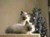 20011202exel2xxxw.jpg (35501 byte)