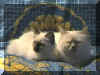 20011227exvielw.jpg (45602 byte)