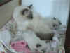 211001guiny2pic2w.jpg (30653 byte)
