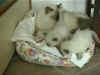 211001guiny2picw.jpg (24673 byte)