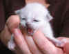 20030309edjempiccolo010x.jpg (23181 byte)
