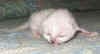 20030309edjempiccolo01x.jpg (30239 byte)