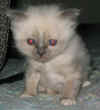 20030329gandalfblu0002xb.jpg (92527 byte)