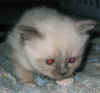 20030329gandalfblu0006x.jpg (55612 byte)