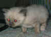20030329gandalfblu0007x.jpg (38874 byte)
