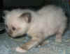 20030329gandalfblu0009x.jpg (36977 byte)