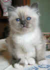 20030412gandalfblu0010xb.jpg (37630 byte)
