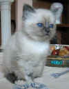20030412gandalfblu0012x.jpg (60043 byte)