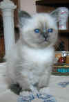 20030412gandalfblu0013xb.jpg (72525 byte)