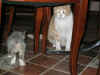 20030412gandalfblu0017redx.jpg (40075 byte)