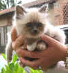 20030426gandalfblu0002xb.jpg (54590 byte)