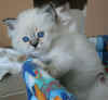 20030427ralleuse.jpg (49314 byte)