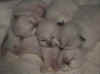 20020603cuccioli4x.jpg (10060 byte)