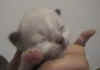 20020603fioredimaggiox.jpg (6864 byte)