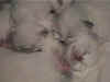 20020603mgfgmpx.jpg (12966 byte)