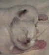 20020603mgfpx.jpg (8655 byte)
