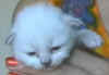 fblue14gg.jpg (8825 byte)