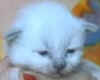 flilac14gg.jpg (16599 byte)