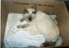 g+2box.jpg (53150 byte)