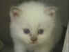 glilac28gg3.jpg (24028 byte)
