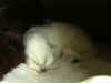 20020729florian2x.jpg (45151 byte)