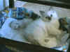 20020801finflo2.jpg (19315 byte)