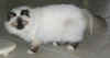 20030504floriant0001x.jpg (40314 byte)