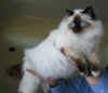 20030504floriant0003x.jpg (37724 byte)