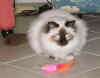 20030504floriant0010x.jpg (55644 byte)