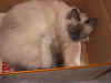 guunypicc012001.JPG (104744 byte)