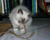 Berenice