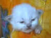 mlilac14gg.jpg (14134 byte)