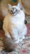 20030103morgana3.jpg (49844 byte)