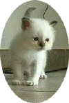 20020623finvarrax.gif (17022 byte)