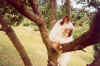 albero1.jpg (61440 byte)