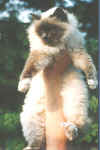hupsi.jpg (28063 byte)