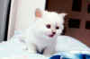 tin1m1.jpg (25164 byte)