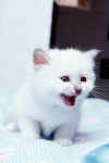 tin1m2.jpg (24163 byte)