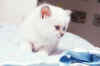 tin1m3.jpg (22572 byte)