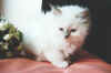 tin2m2.jpg (22986 byte)